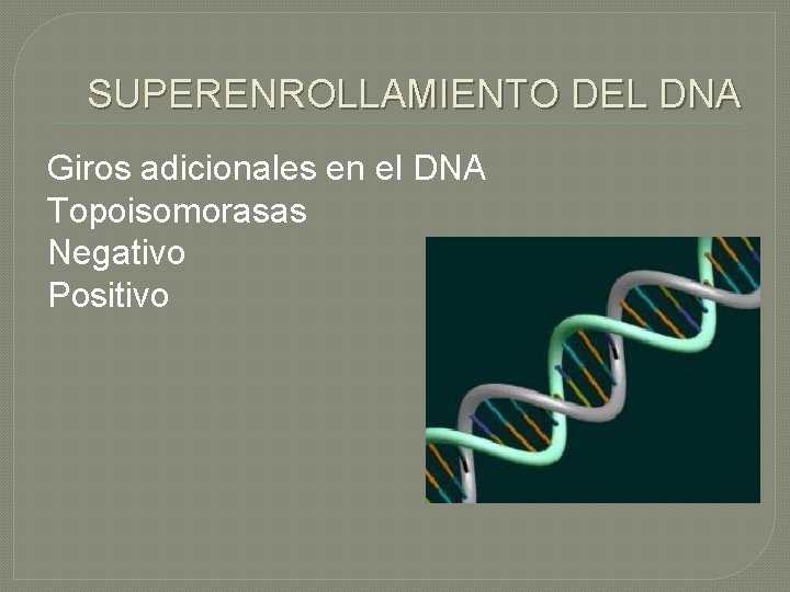 SUPERENROLLAMIENTO DEL DNA Giros adicionales en el DNA Topoisomorasas Negativo Positivo 