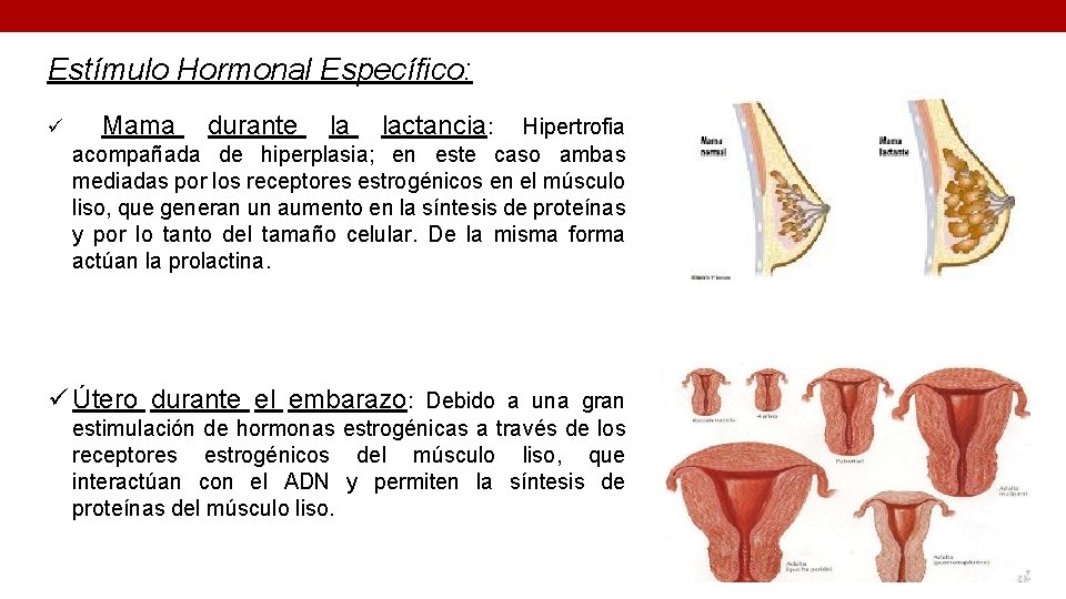 Estímulo Hormonal Específico: ü Mama durante la lactancia: Hipertrofia acompañada de hiperplasia; en este