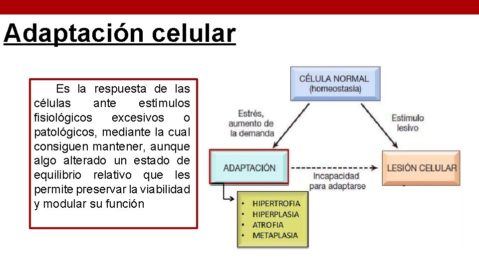 Adaptación celular Es la respuesta de las células ante estímulos fisiológicos excesivos o patológicos,