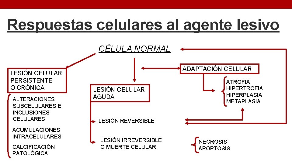 Respuestas celulares al agente lesivo CÉLULA NORMAL LESIÓN CELULAR PERSISTENTE O CRÓNICA ALTERACIONES SUBCELULARES