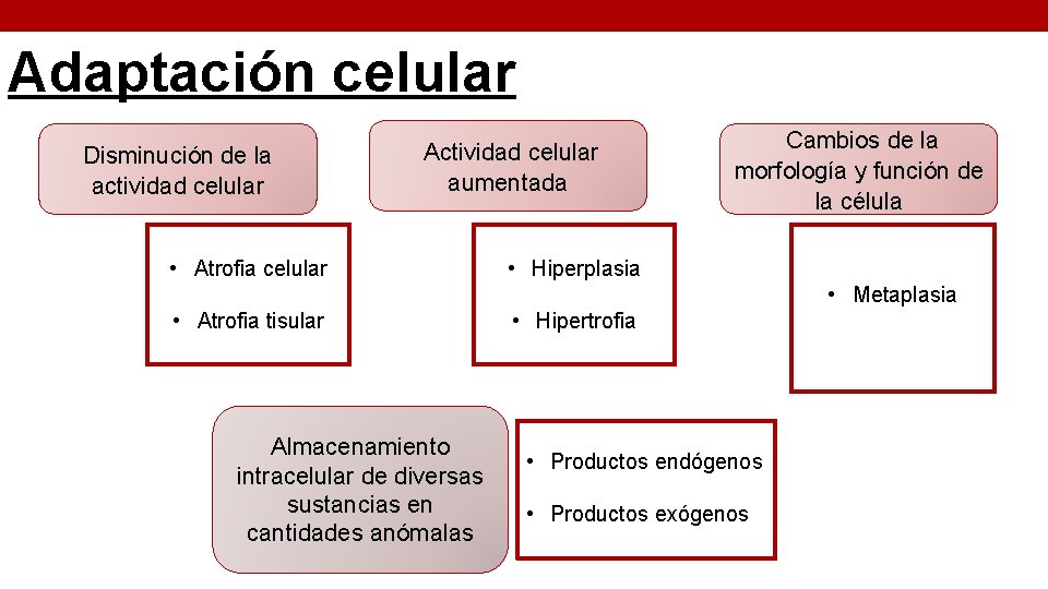Adaptación celular Disminución de la actividad celular Actividad celular aumentada • Atrofia celular Cambios