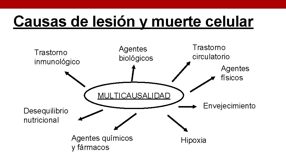 Causas de lesión y muerte celular Trastorno inmunológico Agentes biológicos Trastorno circulatorio Agentes físicos