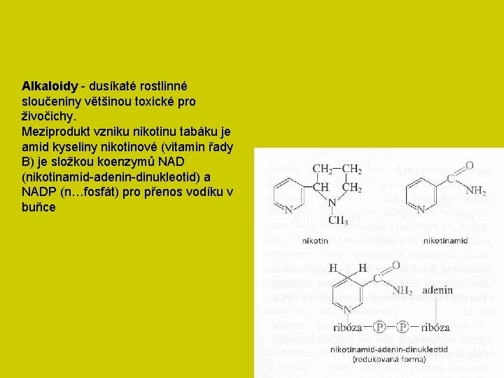 Alkaloidy - dusíkaté rostlinné sloučeniny většinou toxické pro živočichy. Meziprodukt vzniku nikotinu tabáku je