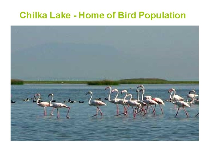 Chilka Lake - Home of Bird Population 