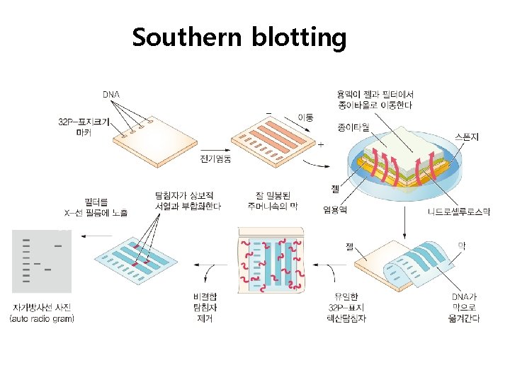 Southern blotting 