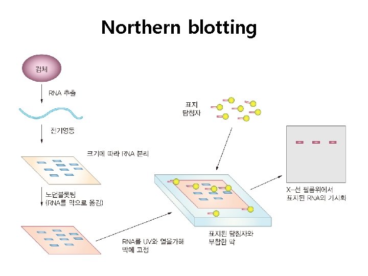 Northern blotting 