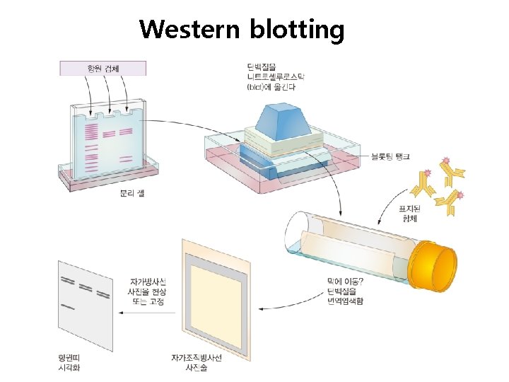 Western blotting 