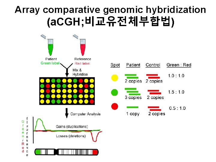 Array comparative genomic hybridization (a. CGH; 비교유전체부합법) 
