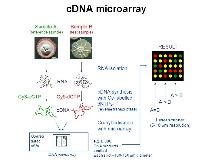 c. DNA microarray 