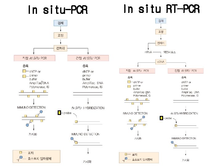 In situ-PCR In situ RT-PCR 