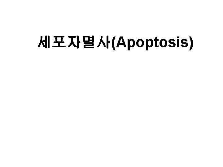 세포자멸사(Apoptosis) 