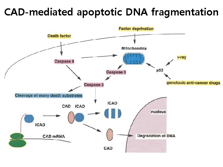 CAD-mediated apoptotic DNA fragmentation 