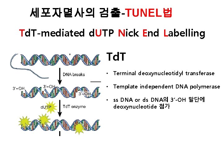 세포자멸사의 검출-TUNEL법 Td. T-mediated d. UTP Nick End Labelling Td. T • Terminal deoxynucleotidyl