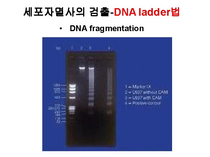 세포자멸사의 검출-DNA ladder법 • DNA fragmentation 
