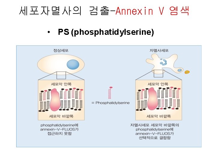 세포자멸사의 검출-Annexin V 염색 • PS (phosphatidylserine) 