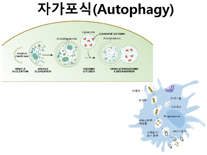 자가포식(Autophagy) 