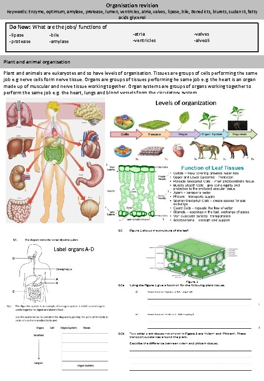 Organisation revision Keywords: Enzyme, optimum, amylase, protease, lumen, ventricles, atria, valves, lipase, bile, Benedicts,