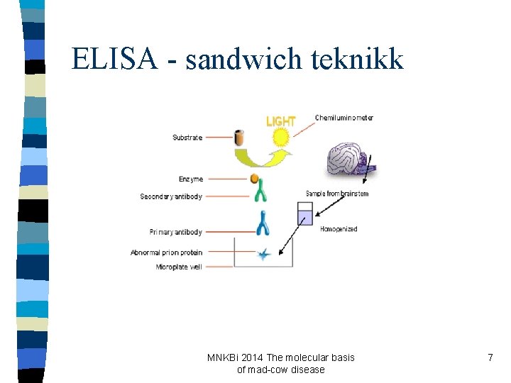 ELISA - sandwich teknikk MNKBi 2014 The molecular basis of mad-cow disease 7 