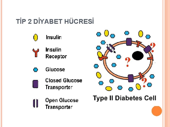 TİP 2 DİYABET HÜCRESİ 