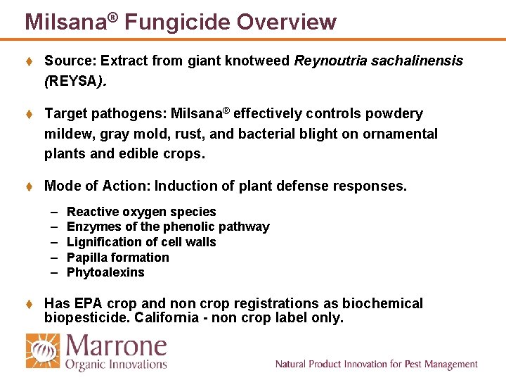 Milsana® Fungicide Overview t Source: Extract from giant knotweed Reynoutria sachalinensis (REYSA). t Target