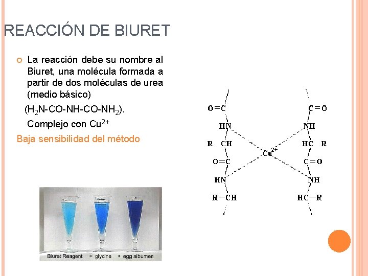 REACCIÓN DE BIURET La reacción debe su nombre al Biuret, una molécula formada a