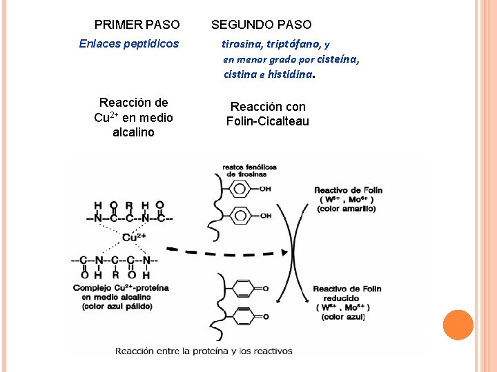 PRIMER PASO Enlaces peptídicos Reacción de Cu 2+ en medio alcalino SEGUNDO PASO tirosina,