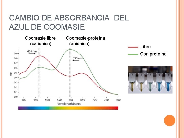 CAMBIO DE ABSORBANCIA DEL AZUL DE COOMASIE Coomasie libre (catiónico) Coomasie-proteína (aniónico) Libre Con