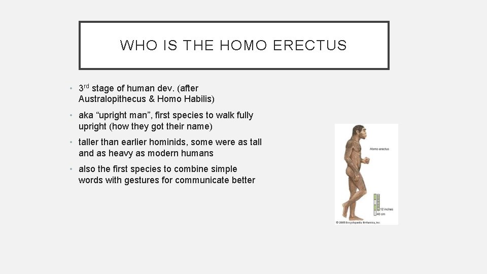 WHO IS THE HOMO ERECTUS • 3 rd stage of human dev. (after Australopithecus