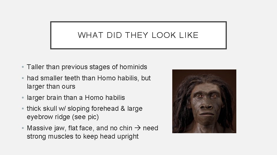 WHAT DID THEY LOOK LIKE • Taller than previous stages of hominids • had