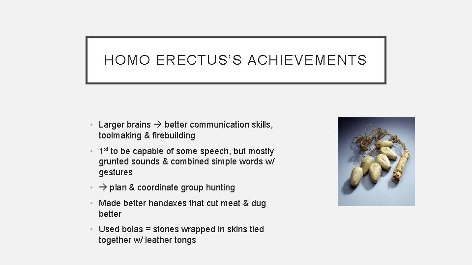 HOMO ERECTUS’S ACHIEVEMENTS • Larger brains better communication skills, toolmaking & firebuilding • 1