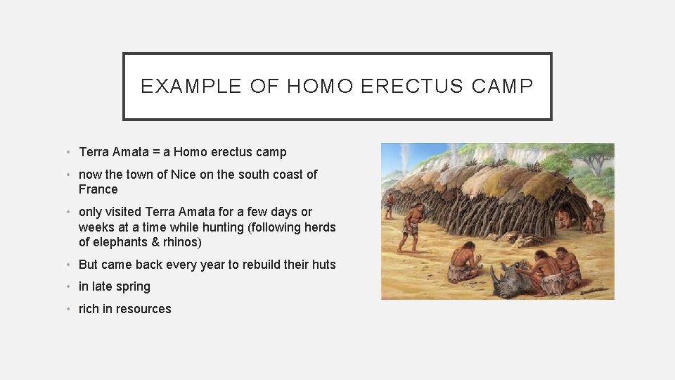 EXAMPLE OF HOMO ERECTUS CAMP • Terra Amata = a Homo erectus camp •