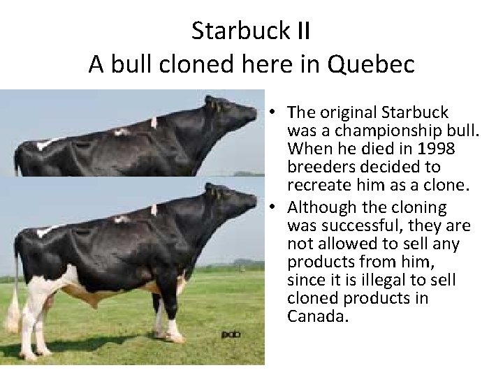 Starbuck II A bull cloned here in Quebec R. I. P. Original Starbuck Happy