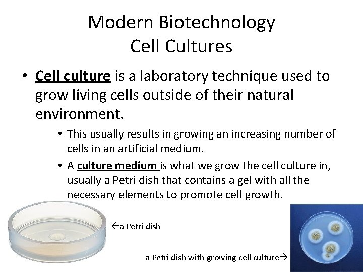Modern Biotechnology Cell Cultures • Cell culture is a laboratory technique used to grow