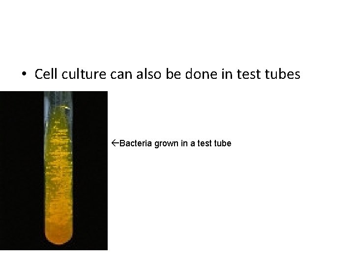  • Cell culture can also be done in test tubes Bacteria grown in