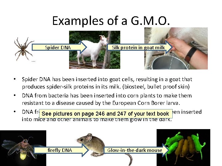 Examples of a G. M. O. Spider DNA Silk protein in goat milk •