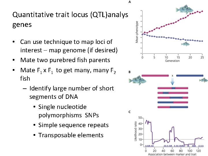 Quantitative trait locus (QTL)analysis links traits with genes • Can use technique to map
