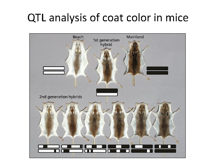 QTL analysis of coat color in mice 