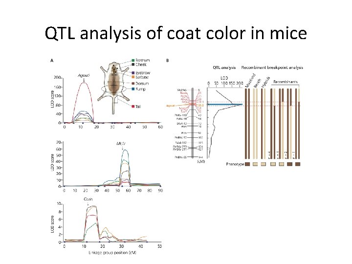 QTL analysis of coat color in mice 