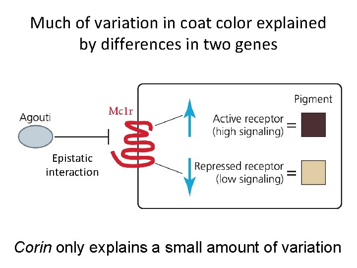 Much of variation in coat color explained by differences in two genes Epistatic interaction