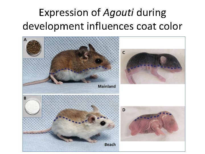 Expression of Agouti during development influences coat color 