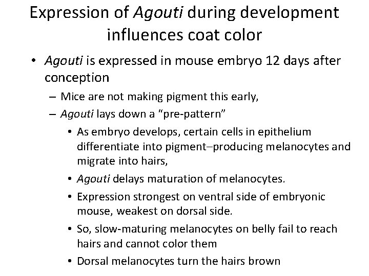 Expression of Agouti during development influences coat color • Agouti is expressed in mouse