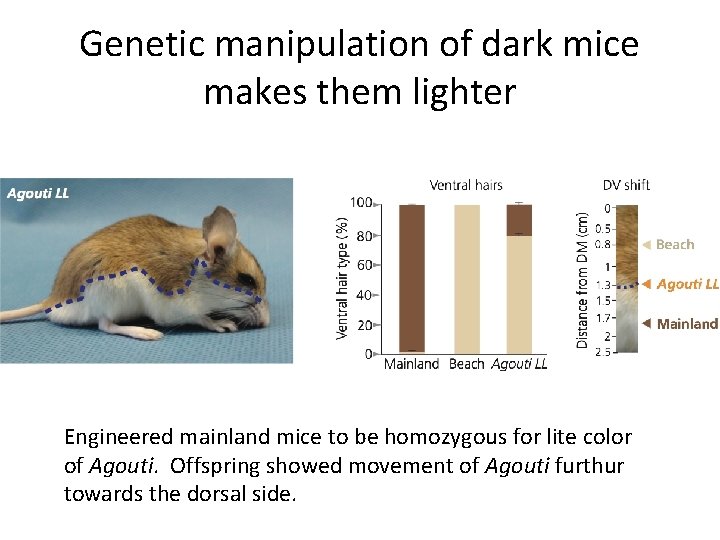 Genetic manipulation of dark mice makes them lighter Engineered mainland mice to be homozygous