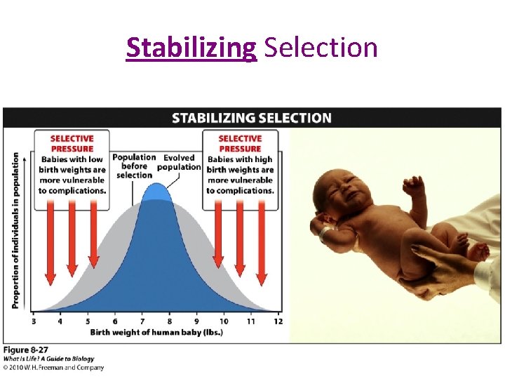 Stabilizing Selection 