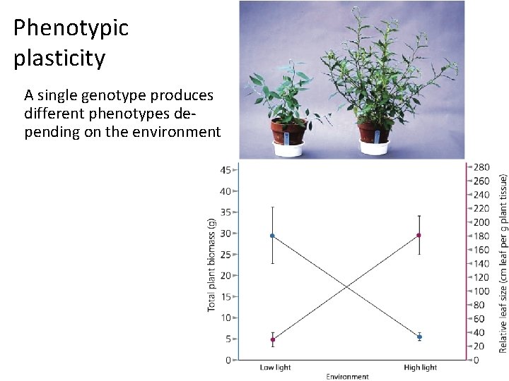 Phenotypic plasticity A single genotype produces different phenotypes depending on the environment 