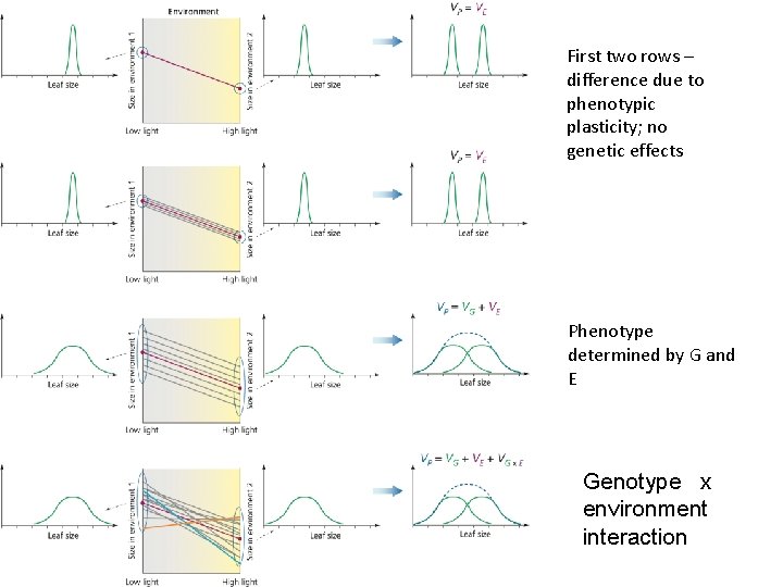 First two rows – difference due to phenotypic plasticity; no genetic effects Phenotype determined