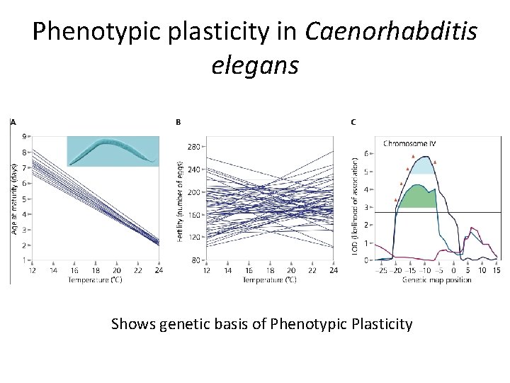 Phenotypic plasticity in Caenorhabditis elegans Shows genetic basis of Phenotypic Plasticity 