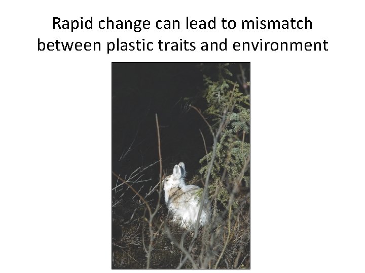 Rapid change can lead to mismatch between plastic traits and environment 