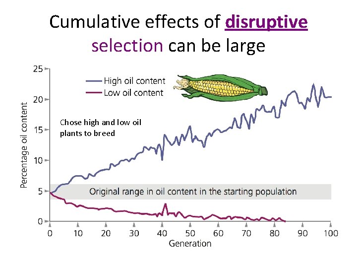 Cumulative effects of disruptive selection can be large Chose high and low oil plants