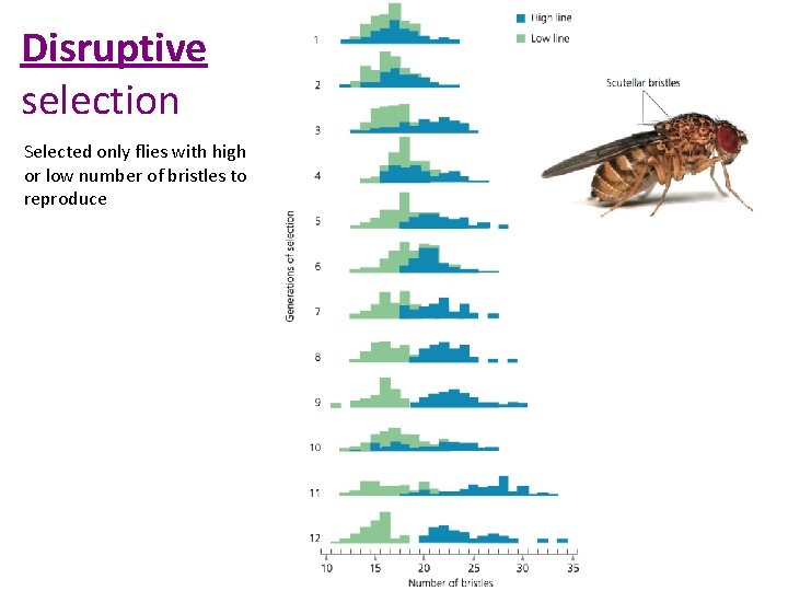 Disruptive selection Selected only flies with high or low number of bristles to reproduce