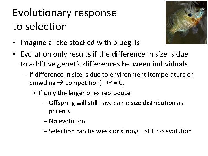 Evolutionary response to selection • Imagine a lake stocked with bluegills • Evolution only